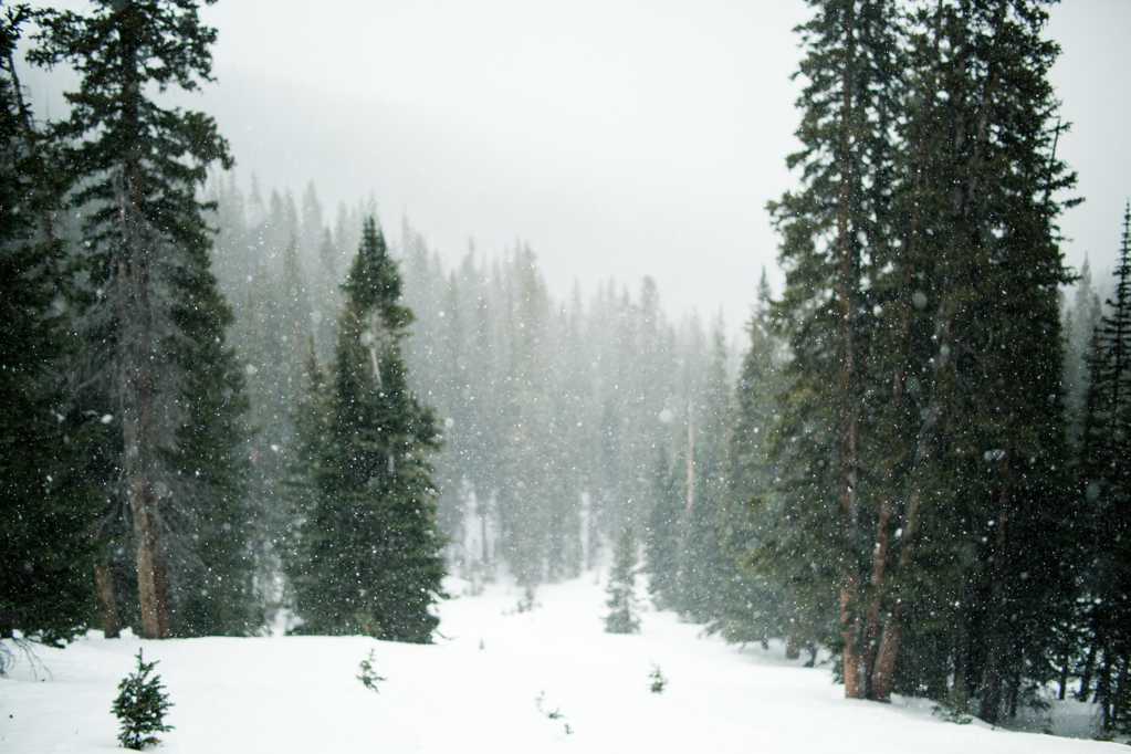 冬日下雪的丛林
