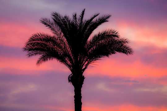 夕照下棕榈树剪影图片