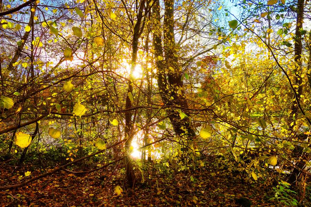 秋季树林春光风光图片