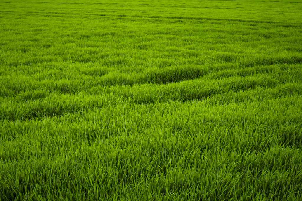 清新的稻田光景图片