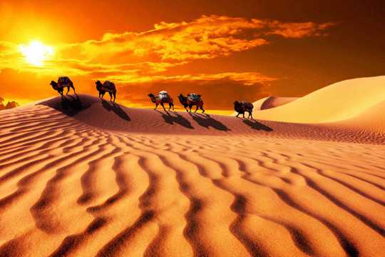 夕阳下的戈壁骆驼图片