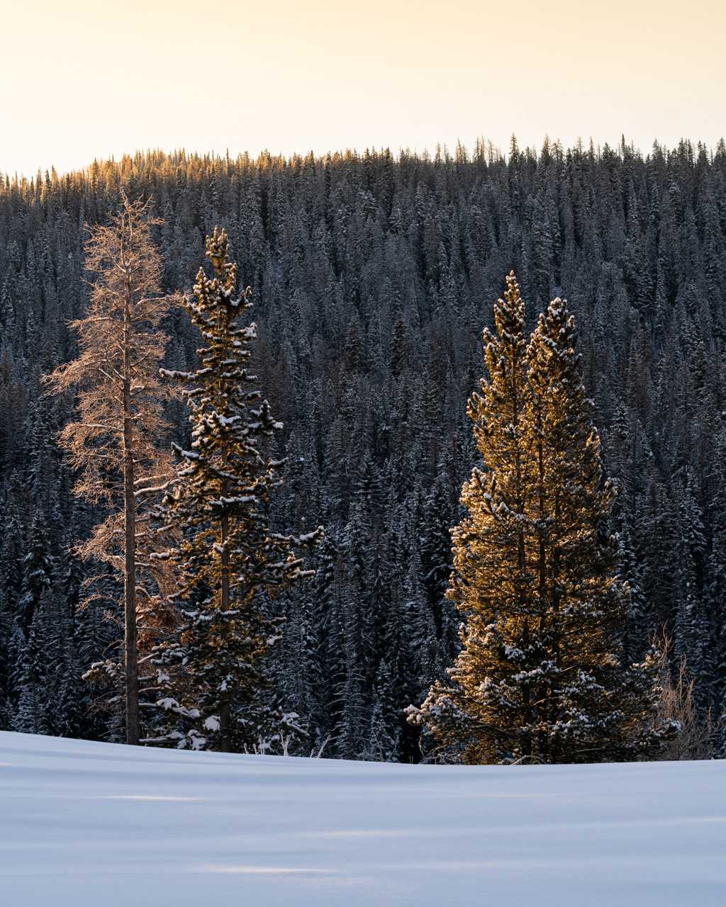 冬日杉树森林图片