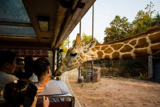 泰国动物园图片
