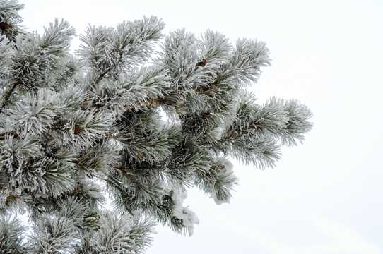 寒冬里的松树图片