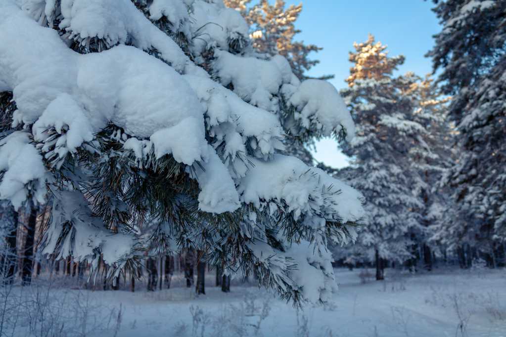 冬天树林雪松雪景图片