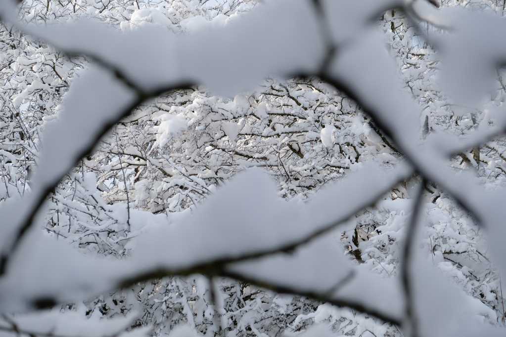 冬日树木雪景摄影