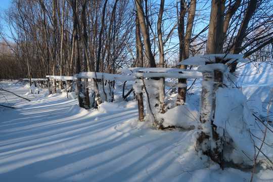 冬日丛林冰雪景观图片
