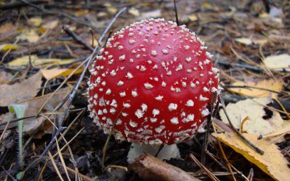 长在地上的红色蘑菇包图片