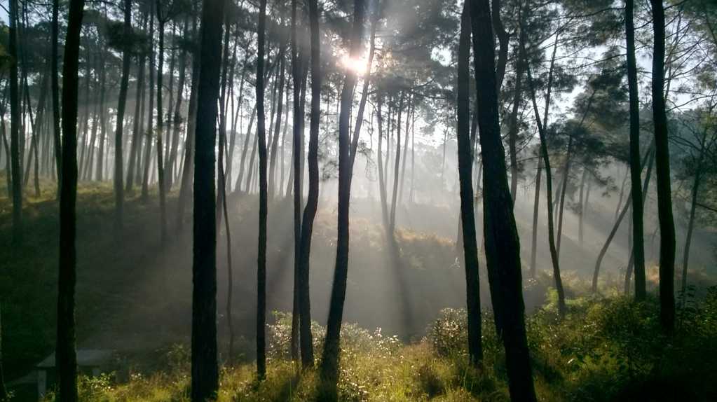早晨迷雾树林图片