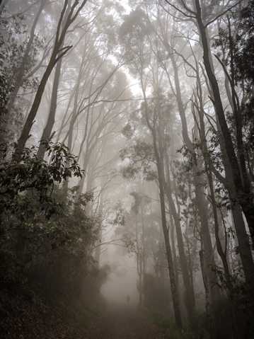 迷雾森林景致图片