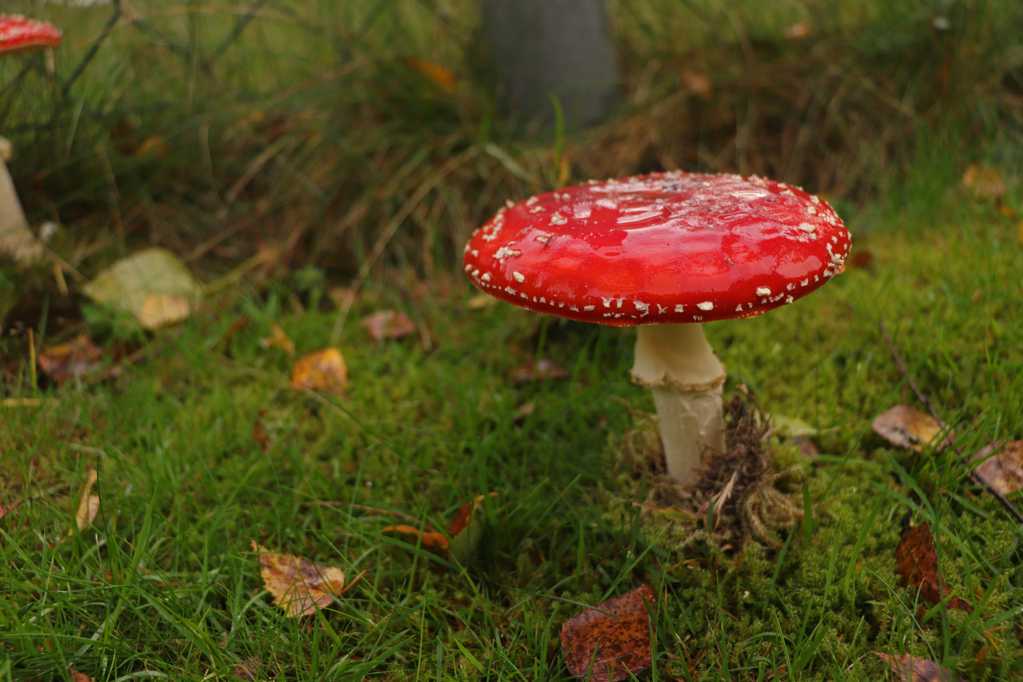 雨后飞木耳蘑菇图片