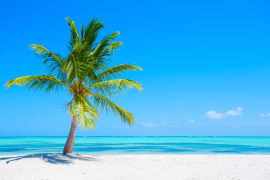海岛椰树景致