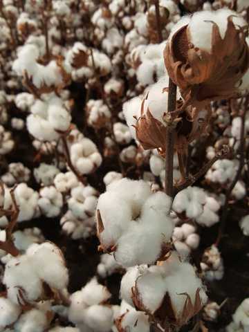 秋日成熟的棉花图片
