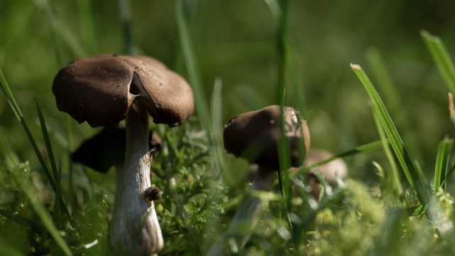 盛夏食用蘑菇图片