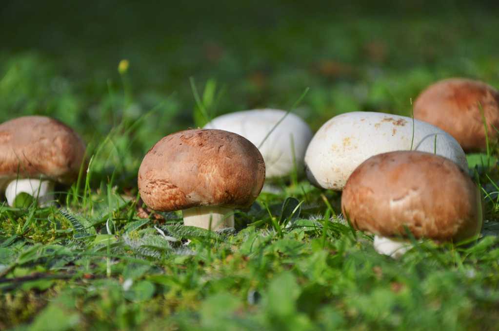 草地上的蘑菇