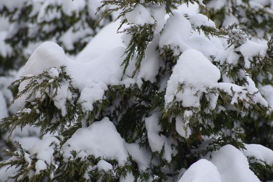 冬日树木白雪图片