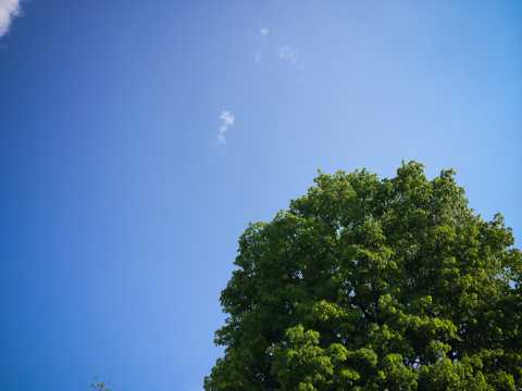 蓝色天空树木图片
