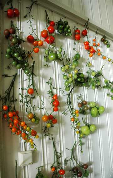 挂满墙壁的小西红柿图片