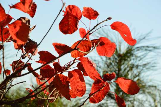 大自然的馈赠北京香山红叶风光图片