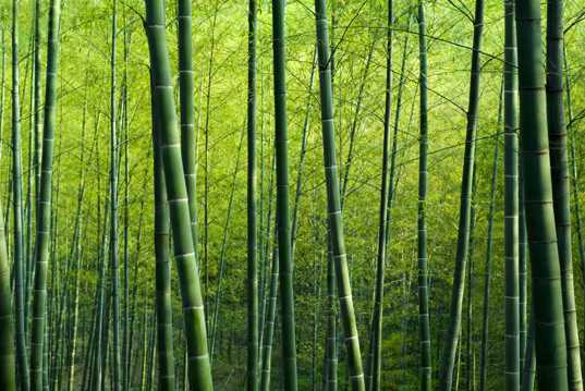 绿色竹林风光图片