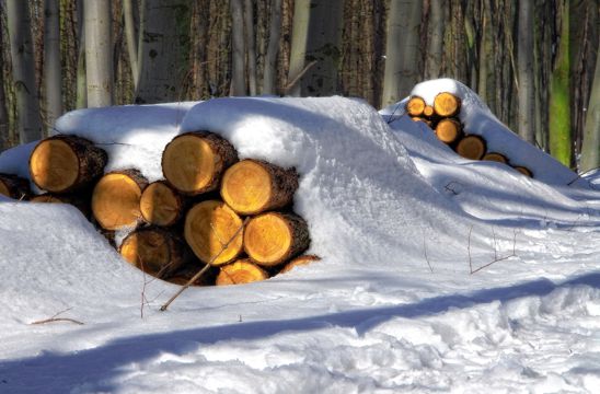 冬日雪地里的木材堆图片