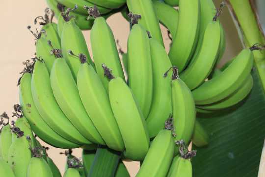 未成熟的香蕉图片