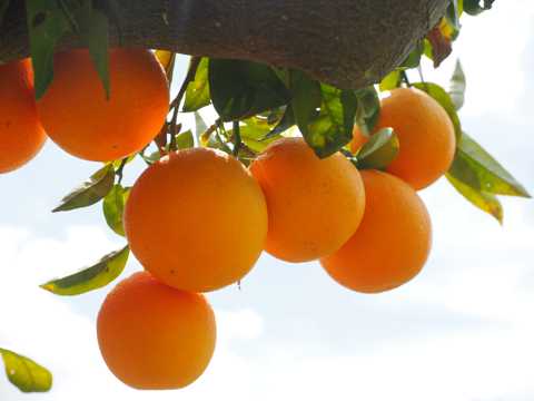 树枝上的橘子高清图片