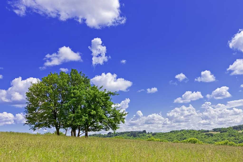 蓝天云海树木图片