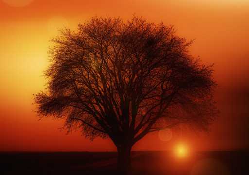 夕照暮色树木图片