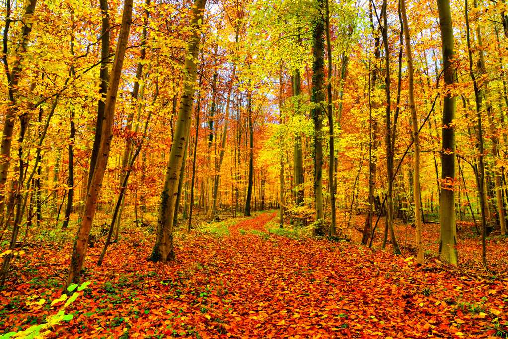 秋季黄丛林景色图片