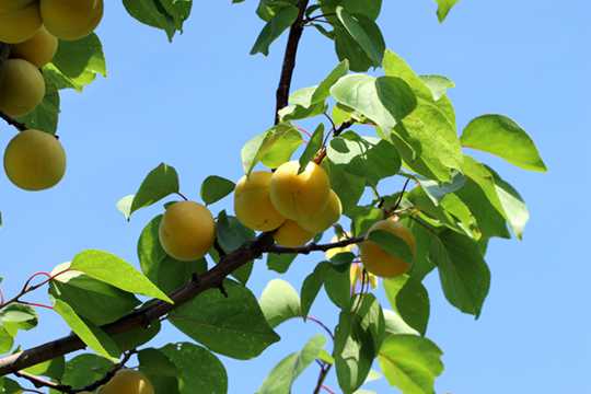 树上成熟的杏子图片