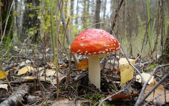 丛林野生毒蘑菇图片