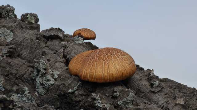 枯树上的蘑菇图片