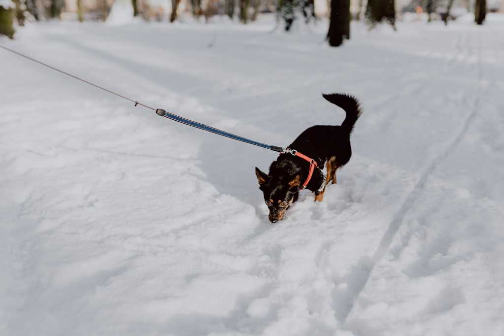 雪地里的小狗图片