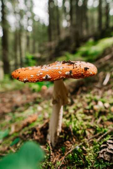 森林野生真菌蘑菇