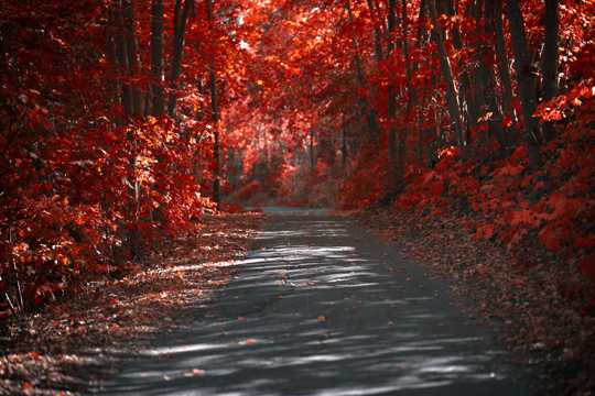 秋日红色丛林光景图片