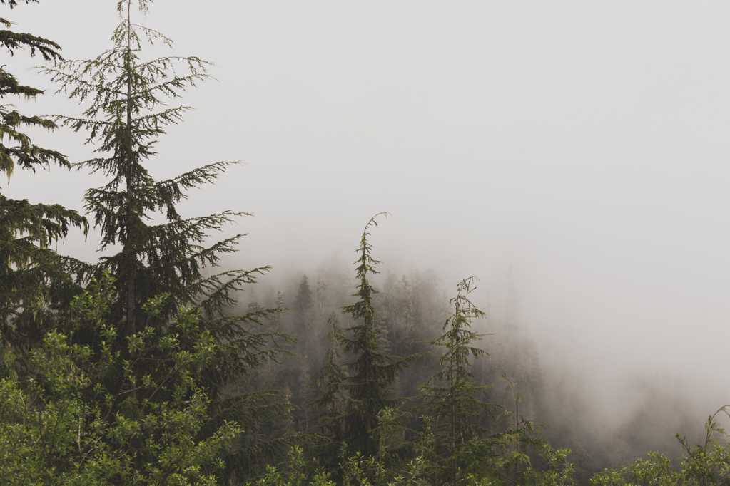 雾气笼罩的树林图片
