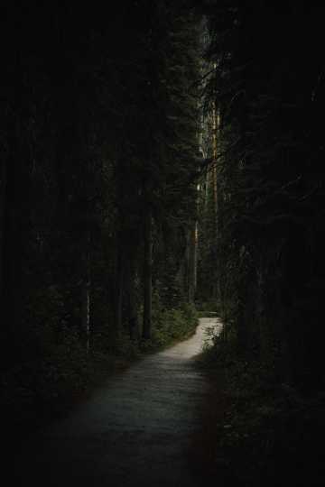 幽静的林间小路