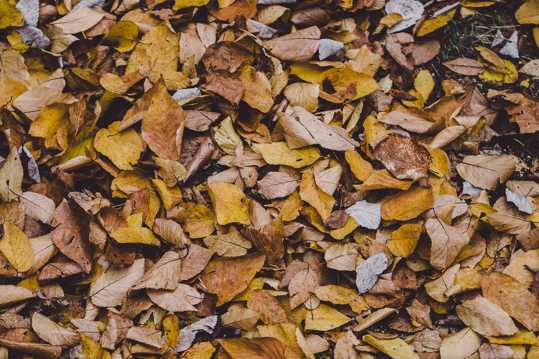 满地秋天的落叶图片