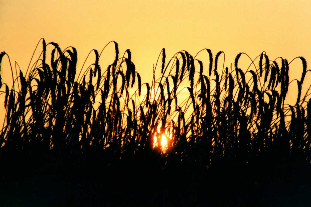 夕照斜阳小麦剪影图片