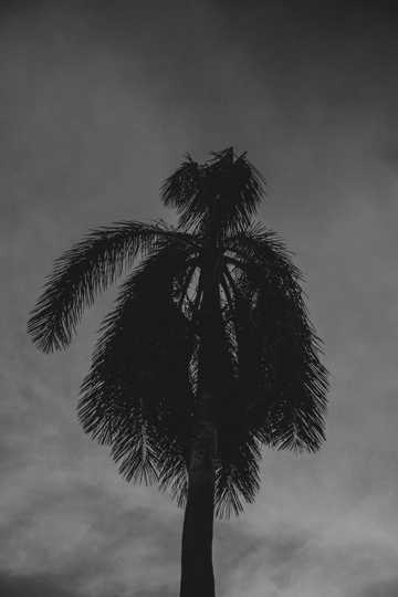 椰子树黑白图片