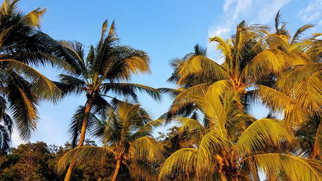天空下的椰子树图片