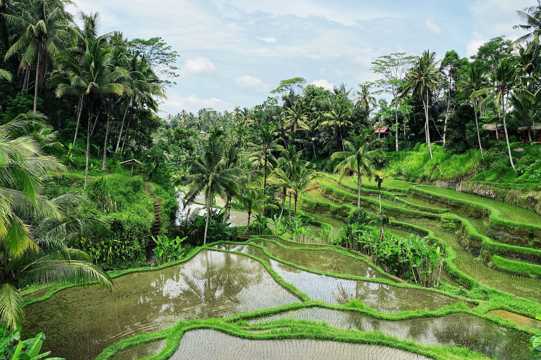 水稻田绿色景物图片