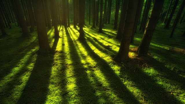 森林里的绿色光影