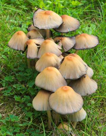 丛林原野小蘑菇图片