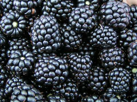 营养丰富的黑莓图片