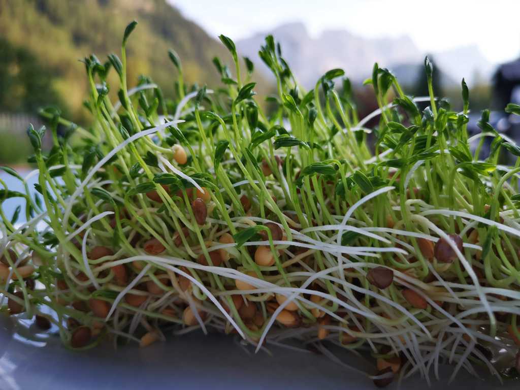 健康营养的绿豆芽图片