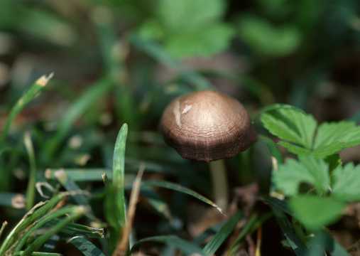 野生蘑菇高清图片