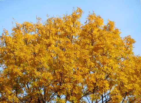 秋季树木黄叶图片