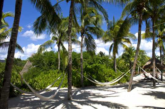 海滩的椰子树